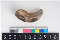 藏品(公豬右上顎犬齒)的圖片