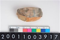 藏品(公豬右上顎犬齒)的圖片