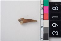 藏品(豬右上顎第2前臼齒)的圖片