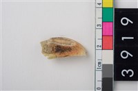 藏品(豬右上顎第1門齒)的圖片