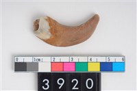 藏品(豬右上顎第1門齒)的圖片