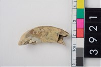 藏品(豬右上顎第1門齒)的圖片