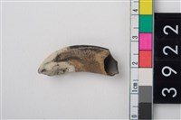 藏品(豬右上顎第1門齒)的圖片