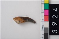 藏品(豬右上顎第1門齒)的圖片