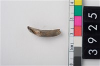 藏品(豬右上顎第2門齒)的圖片