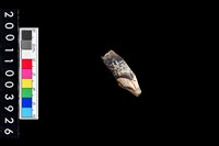 藏品(豬右上顎第2門齒)的圖片