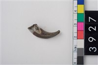 藏品(豬右上顎第2或第3門齒)的圖片