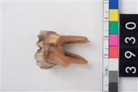 藏品(豬左上顎第2大臼齒)的圖片