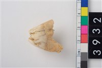 藏品(豬左上顎第2大臼齒)的圖片