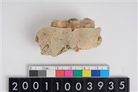 藏品(豬左上顎第3大臼齒)的圖片