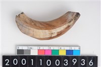 藏品(公豬左上顎犬齒)的圖片