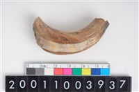 藏品(公豬左上顎犬齒)的圖片