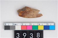 藏品(母豬左上顎犬齒)的圖片