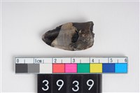 藏品(母豬左上顎犬齒)的圖片