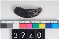 藏品(豬左上顎第1門齒)的圖片