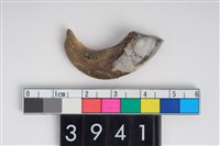 藏品(豬左上顎第1門齒)的圖片