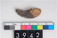 藏品(豬左上顎第1門齒)的圖片