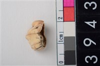 藏品(豬左上顎第2前臼齒)的圖片