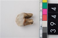 藏品(豬左上顎第3前臼齒)的圖片