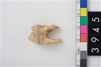 藏品(豬左上顎第4前臼齒)的圖片