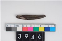 藏品(幼豬右下顎第1門齒)的圖片