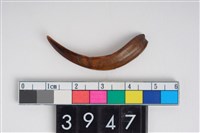 藏品(獸牙)的圖片