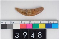 藏品(獸牙)的圖片