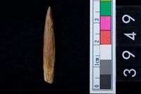 藏品(豬右下乳門齒)的圖片