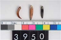 藏品(獸牙)的圖片