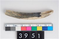 藏品(獸牙)的圖片