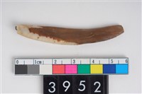 藏品(獸牙)的圖片