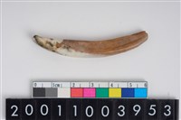 藏品(獸牙)的圖片