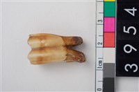 藏品(山羊左下顎第1或第2大臼齒)的圖片