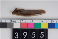 藏品(豬上顎犬齒)的圖片