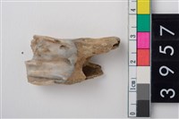 藏品(大型鹿右下顎第1或第2大臼齒)的圖片