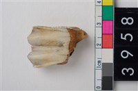 藏品(大型鹿右下顎第1或第2臼齒)的圖片