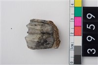 藏品(大型鹿左下顎第1或第2大臼齒)的圖片