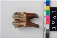 藏品(大型鹿左下顎第1或第2大臼齒)的圖片