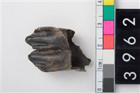 藏品(大型鹿左下顎第1或第2大臼齒)的圖片