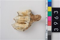 藏品(大型鹿左下顎第3大臼齒)的圖片