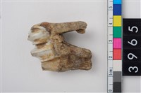 藏品(大型鹿左下顎第3大臼齒)的圖片