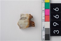 藏品(大型鹿左下顎第4大臼齒)的圖片