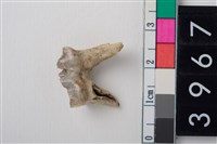 藏品(大型鹿左下顎第4大臼齒)的圖片