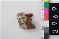 藏品(大型鹿右上顎第4前臼齒)的圖片