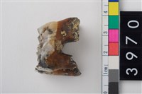 藏品(大型鹿左上顎第1或第2大臼齒)的圖片