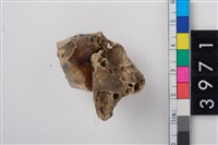 藏品(大型鹿左上顎第1大臼齒)的圖片