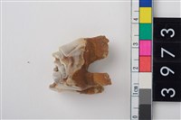 藏品(大型鹿左上顎第1或第2大臼齒)的圖片