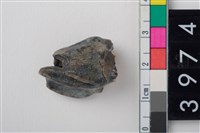 藏品(大型鹿左上顎第3前臼齒)的圖片