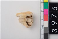 藏品(大型鹿左上顎第4前臼齒)的圖片