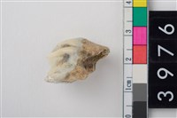 藏品(大型鹿右上顎第3前臼齒)的圖片